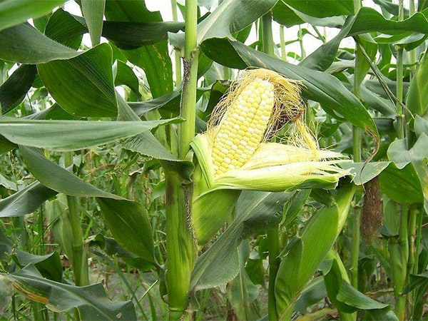 玉米施肥應用